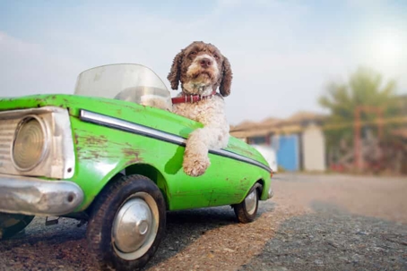White and brown dog with curly fur sits in a beat up green toy car with his paw off the side